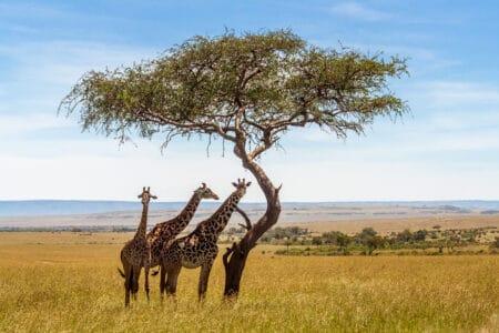 Giraffen - Namibia Botswana Simbabwe | Vögele Reisen