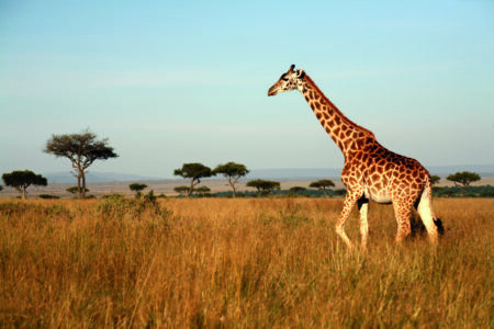 Kenia – Safari & Strand